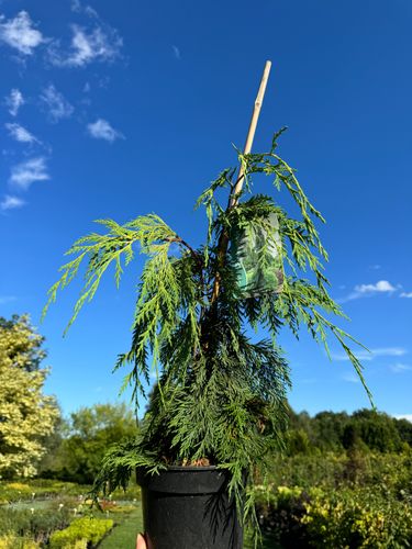 Cyprysik nutkajski 'Jubilee' (Chamaecyparis nootkatensis) Doniczka 3.0L na Arena.pl