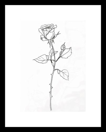 Plakat 13x18cm Kontur Róży na Arena.pl