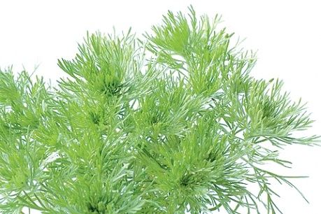 Pankro Herbs 9 ziół Invent Herbs 60 kaps na Arena.pl