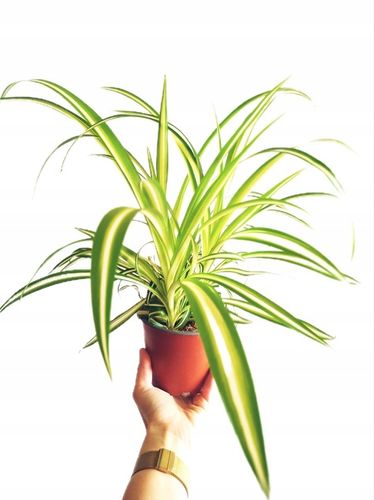Zielistek Chlorophytum comosum Variegatum Zielistka na Arena.pl