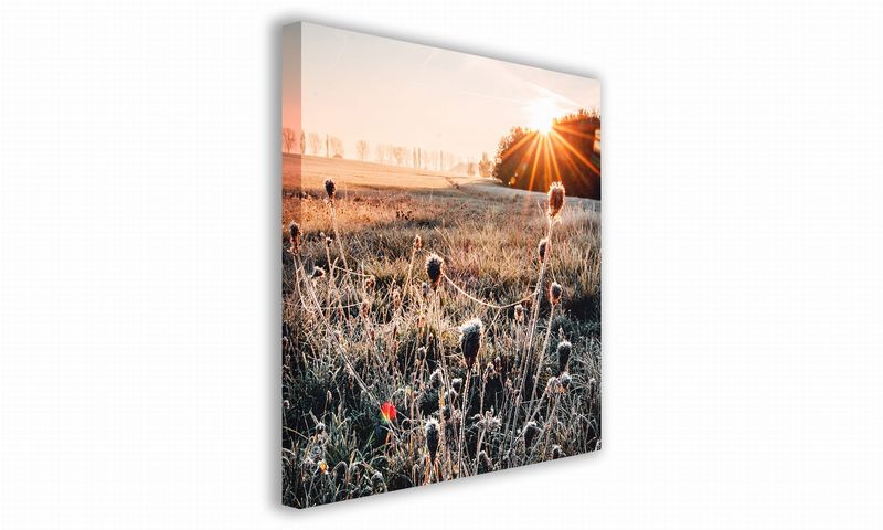 OBRAZ NA PŁÓTNIE 075 Oset 60x60cm zdjęcie 1