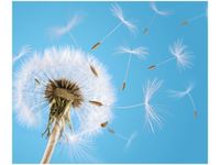 60X50CM ZDMUCHNIĘTE OBRAZ ŚCIAN DREWNIANE