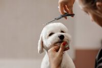 Profesjonalne Nożyczki do Strzyżenia Psów Kotów Czarne Zestaw Etui Grzebień