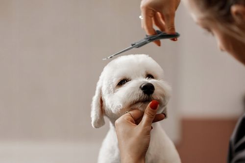 Profesjonalne Nożyczki do Strzyżenia Psów Kotów Czarne Zestaw Etui Grzebień na Arena.pl