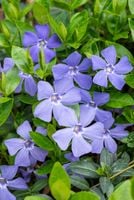 Barwinek pospolity - Vinca minor