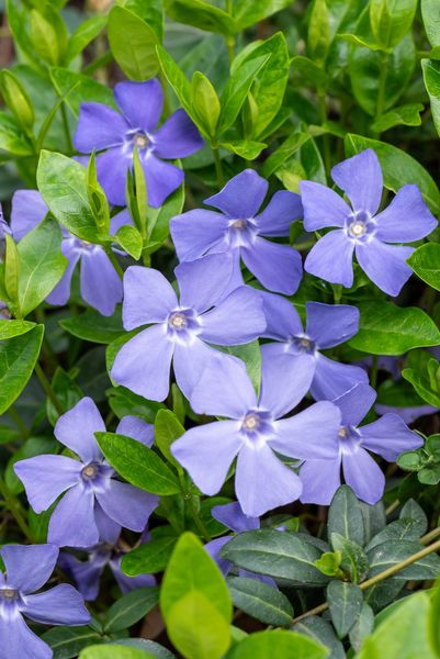 Barwinek pospolity - Vinca minor zdjęcie 1