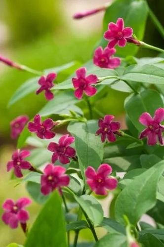 JAŚMIN różowy - sadzonki 10 / 20 cm na Arena.pl