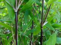 Fargesia lśniąca GANSU Bambus ogrodowy Mrozoodporny Kępowy Fargezja C3