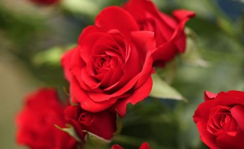 SUBSTRAL OCHRONA KWIATY 100ml OWADOBÓJCZY I GRZYBOBÓJCZY ZIEMIÓRKI na Arena.pl