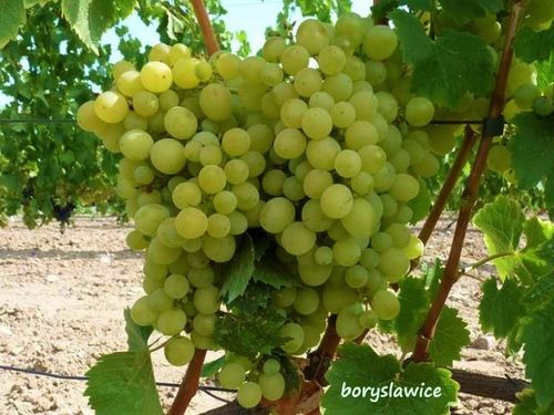 Winorośl 'Aloszenkin' (Vitis) w doniczkach P9, wysokość 60-80 cm na Arena.pl