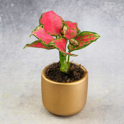 AGLAONEMA Pinky Promise DØ6cm Łatwa w uprawie. Idealna na prezent na Arena.pl