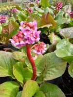 Bergenia sercowata sadzonka skalniak rabata