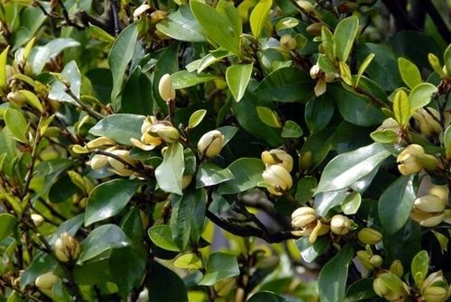 Michelia Figo - perfumy Diora 30-50cm P9 na Arena.pl