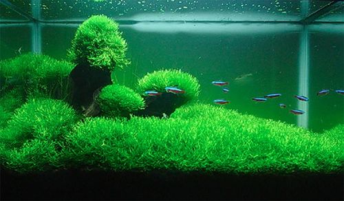 Riccia fluitans WGŁĘBKA WODNA in vitro kubek 10cm na Arena.pl