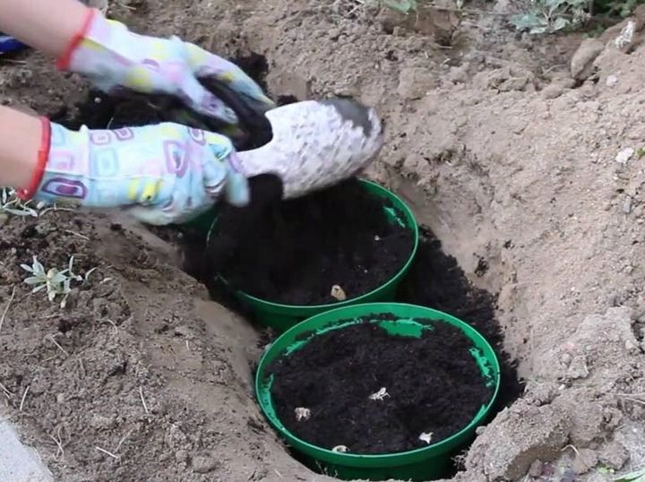 KOSZYK OSLONKA NA CEBULE cebulki do sadz 20c 10szt zdjęcie 4