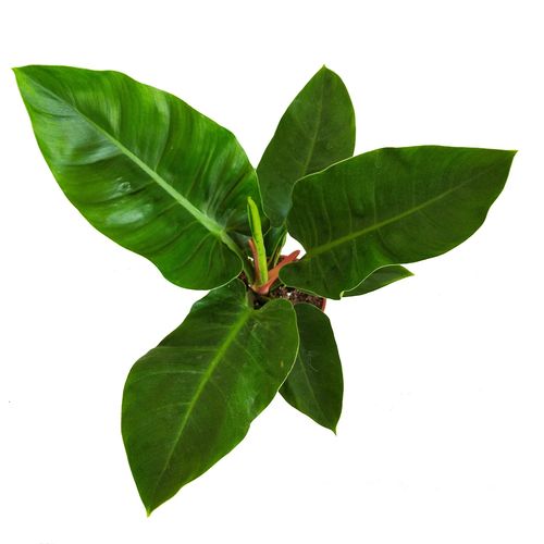 FILODENDRON IMPERIAL GREEN 55cm na Arena.pl