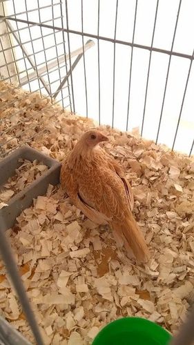 Bezpyłowe trociny ProBioBED Plus dla gryzoni jeży kur koni królika - 250 l na Arena.pl