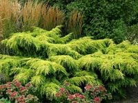 Jałowiec pośredni GOLD STAR Na skarpy Złocisty C3