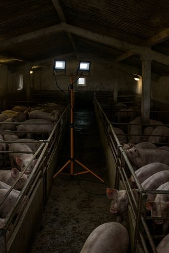 Halogen LED Statyw Budowlany Naświetlacz 2X 60W Zestaw Stojak RIWALL na Arena.pl