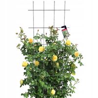 KRATA OGRODOWA NA KWIATY DO ROŚLIN PNĄCYCH 60x150