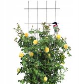 KRATA OGRODOWA NA KWIATY DO ROŚLIN PNĄCYCH 60x150