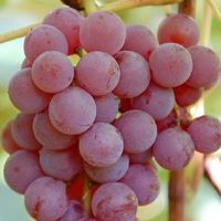 Winorośl bezpestkowa CANADICE (Vitis) w doniczkach P9, wysokość 40-60 cm