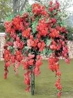 RÓŻA na pniu odporna na mróz czerwono pomarańczowa - sadzonki 80 / 100 cm