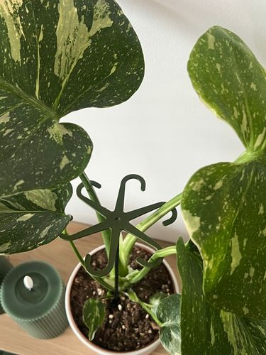 Podpórki do kwiatów podpórka chwytak z prętem 33cm OCTOPUS M 15cm 3 szt. na Arena.pl