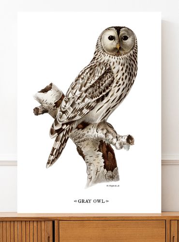 Plakat sowa vintage 30x40 cm na Arena.pl