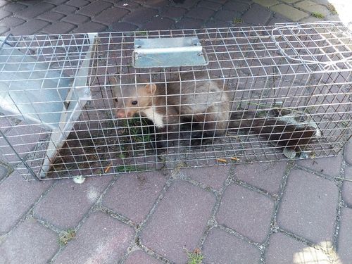 ŻYWOŁAPKA, PUŁAPKA, NA SZCZURY, KUNY, NORKI, TCHÓRZE, KOTY, ŁAPKA na Arena.pl