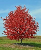 KLON CZERWONY Acer rubrum - NASIONA 2000 sztuk - 100g.