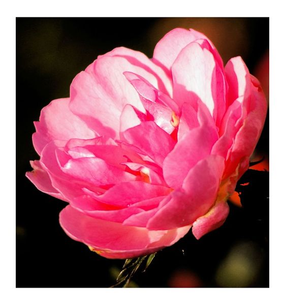 Yodeyma Prosa Woda Perfumowana Dla Kobiet 100ml zdjęcie 3