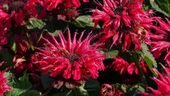Pysznogłówka ogrodowa Bee-Happy - Monarda hybrida