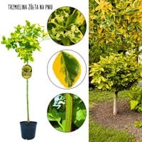 Trzmielina Żółta żółte liście NA PNIU 100-150 cm