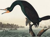 Plakat 40x30cm Kormoran Rogaty, J.J. Audubon Vintage do Salonu