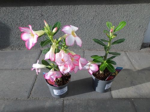 Róża Pustyni Adenium Picotee P10 na Arena.pl