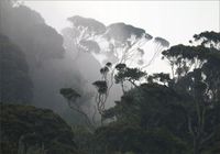 FOTOTAPETA FLIZ Las we Mgle widok góry 3D 200x130