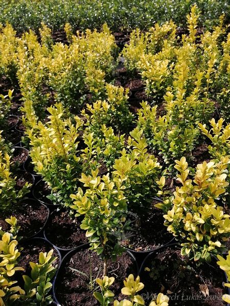 Bukszpan wieczniezielony King Midas złociste wybarwienie zdjęcie 3