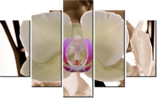 70 100CM OBRAZ 5 ELEM BIAŁY STORCZYK DRUK PŁÓTNO na Arena.pl