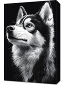 Obraz 40x60cm Portret Zwierząt do Salonu Pokoju | Husky | Czarno Białe