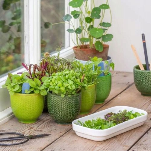 TORAF MICROGREENS MŁODE LISTKI ZESTAW 4 ROŚLIN MAT BOMBA WITAMINOWA NASIONA na Arena.pl