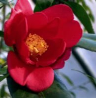 KAMELIA CHEKIANGOLESA Camellia chekiangolesa - NASIONA 8 sztuk - 10g.