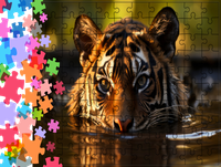 Puzzle tradycyjne Zwierzęta - Tygrys