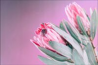 Tło FLAT LAY do fotografii produktowej kulinarnej