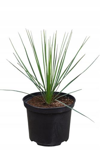Yucca Thompsoniana Juka mrozoodporna 20-30cm na Arena.pl