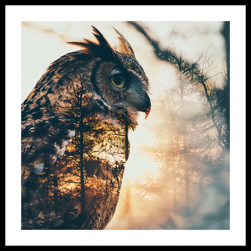 Plakat 60x60cm Sowi Duch na Arena.pl
