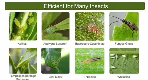 12x ŻÓŁTY LEP DO DONICZEK MOTYL na ziemiórki mszyce muszki owocówki owady na Arena.pl