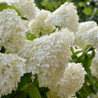 Hortensja bukietowa SILVER DOLLAR Białe kwiaty Sadzonki w doniczkach C3
