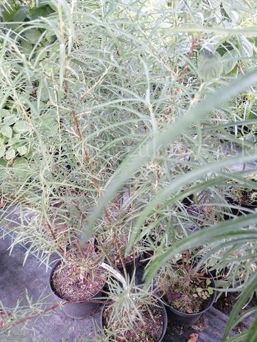 Wierzba rokita rosmarnifolia puszysty dywan na Arena.pl