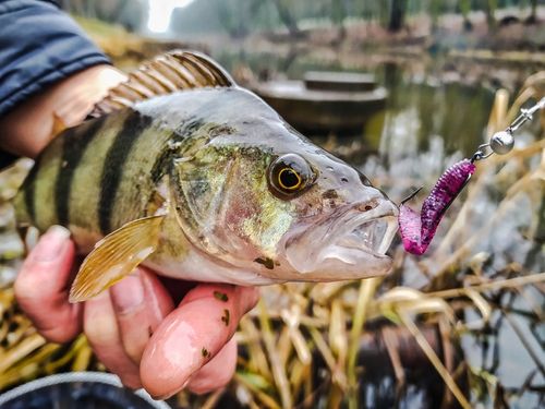Perch Professor F**king Leech 7cm MIX 8szt. na Arena.pl